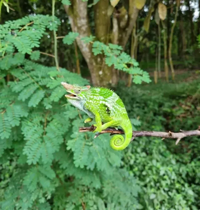 A bright green horned chameleon with a curled tail perched on a thin branch among forest foliage